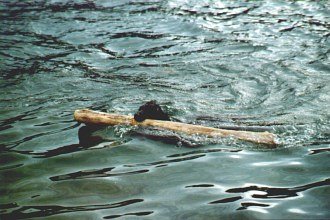 Foto von Tiva, im Wasser mit Stock
